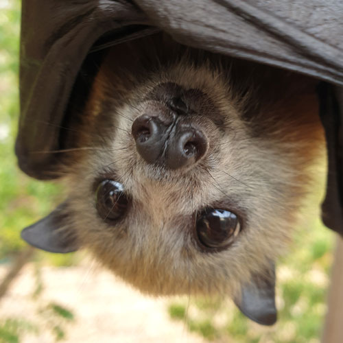 Bat Creche Placement
