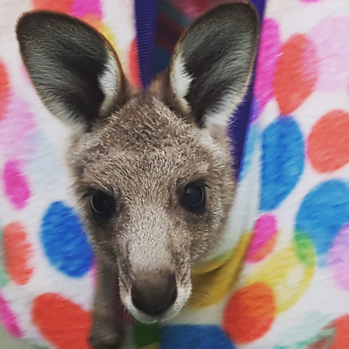 Macropod Milk