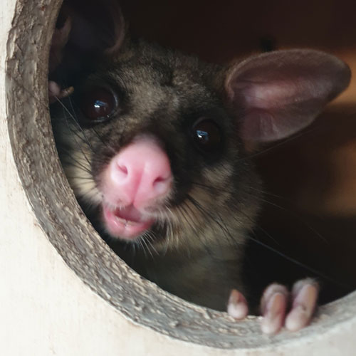 Possum Box